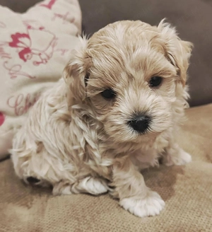 Maltipoo picike - kép 2