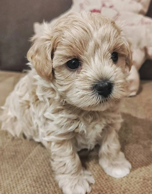 Maltipoo picike - kép 4