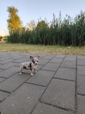 Csivava kislányok - kép 5