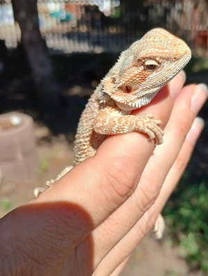 Szakállas agáma ifjoncok vihetők