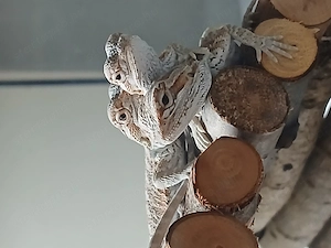 Szakállas agáma ifjoncok vihetők - kép 2