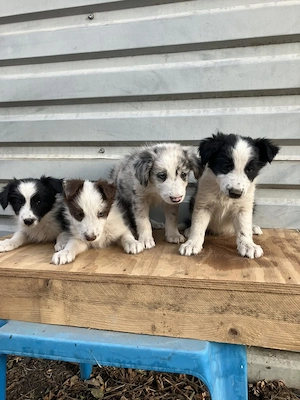 Border collie kiskutyák