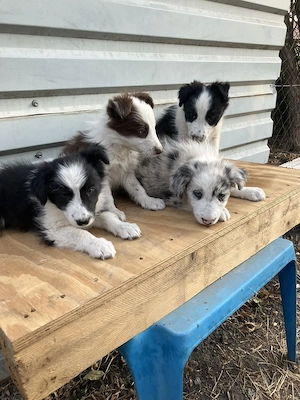 Border collie kiskutyák - kép 2