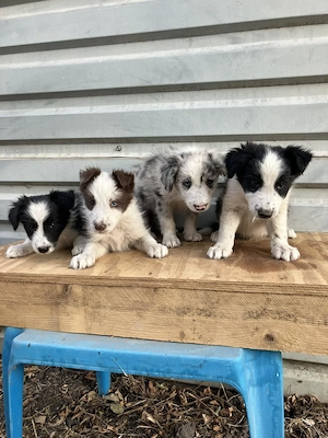 Border collie kiskutyák - kép 3