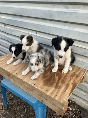 Border collie kiskutyák - kép 4