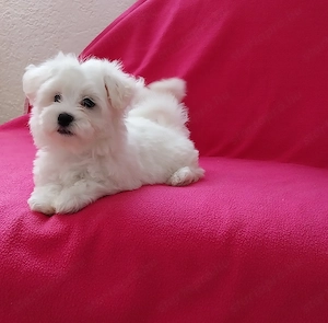 Bichon havanese kislánykák