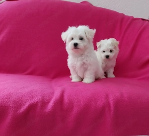 Bichon havanese kislánykák - kép 3