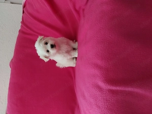 Bichon havanese kislánykák - kép 2