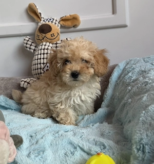 Maltipoo kisfiú gazdiját várja Toy uszkár apától  - kép 3
