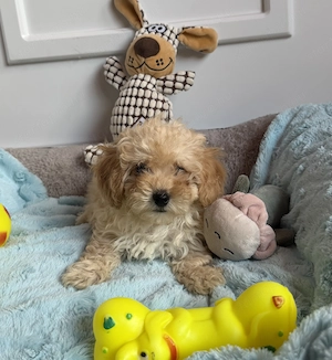 Maltipoo kisfiú gazdiját várja Toy uszkár apától  - kép 4