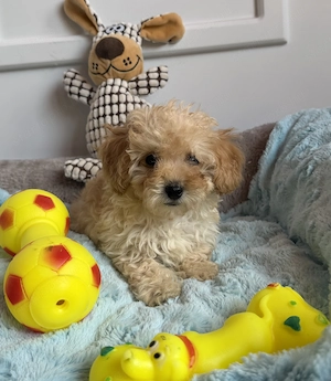 Maltipoo kisfiú gazdiját várja Toy uszkár apától  - kép 2