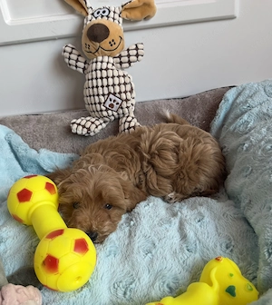 Toy uszkár apától Maltipoo fiú  - kép 5
