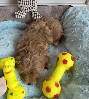 Toy uszkár apától Maltipoo fiú  - kép 4