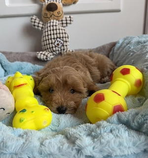 Toy uszkár apától Maltipoo fiú  - kép 2