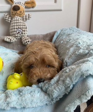 Toy uszkár apától Maltipoo fiú  - kép 3
