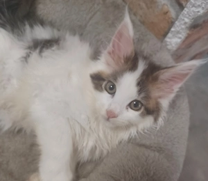 Maine coon cicák! - kép 2