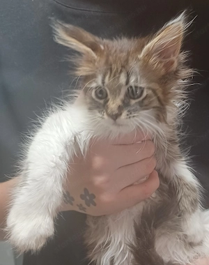 Maine coon cicák! - kép 3