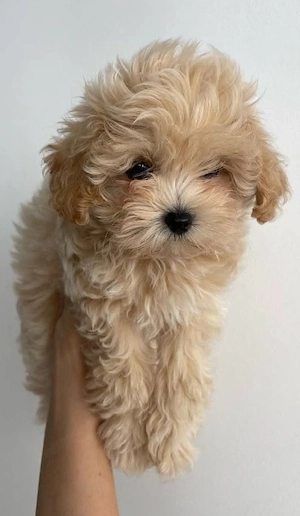 Maltipoo babák máshol szaladgálnának  - kép 2