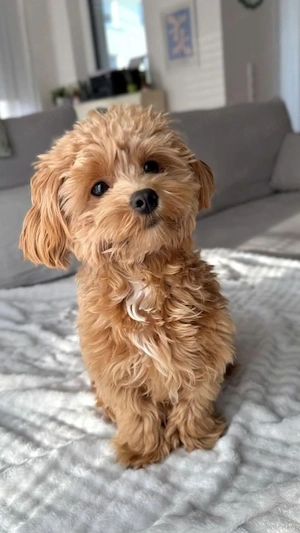 Maltipoo babák máshol szaladgálnának  - kép 5