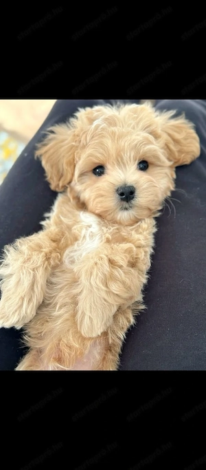 Maltipoo babák máshol szaladgálnának  - kép 3