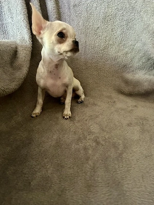 Extra mini csivava - kép 3