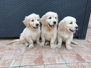 Golden Retriever kiskutyák - kép 2
