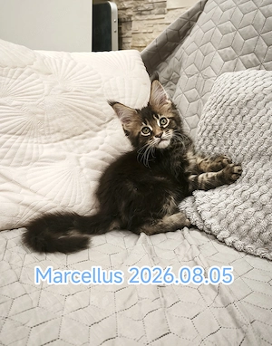Maine Coon fajtatiszta kandúr és nőstény kiscicák  - kép 5