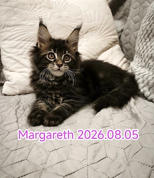 Maine Coon fajtatiszta kandúr és nőstény kiscicák  - kép 8