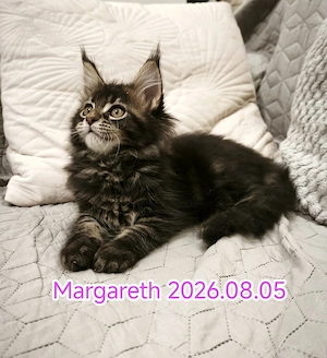 Maine Coon fajtatiszta kandúr és nőstény kiscicák  - kép 9