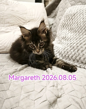 Maine Coon fajtatiszta kandúr és nőstény kiscicák  - kép 7