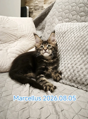 Maine Coon fajtatiszta kandúr és nőstény kiscicák  - kép 6