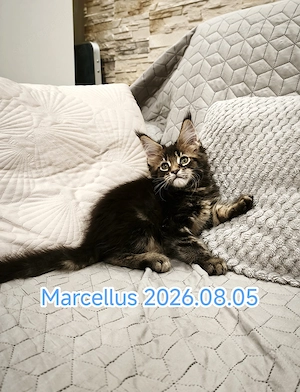 Maine Coon fajtatiszta kandúr és nőstény kiscicák  - kép 3