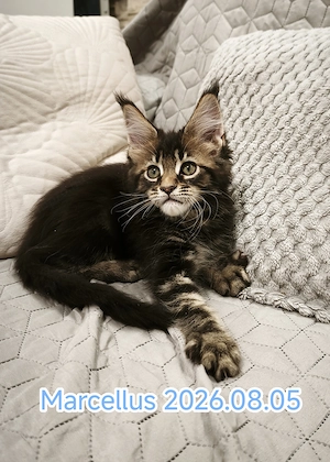 Maine Coon fajtatiszta kandúr és nőstény kiscicák  - kép 4