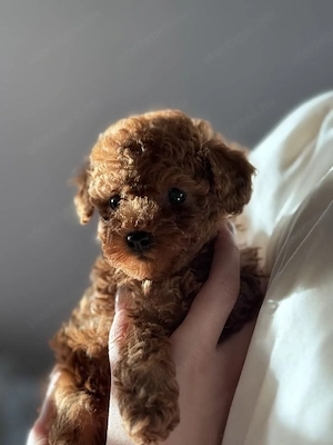 Maltipoo kölykök  - kép 3