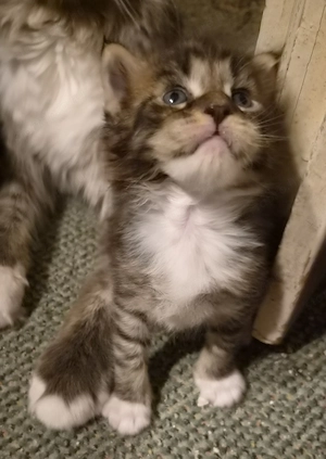 Törzskönyvezett szülőktől Maine Coon babyk foglalhatók!