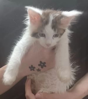 Maine coon cicák! - kép 4
