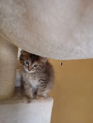 Maine Coon lány kiscicák Győrben