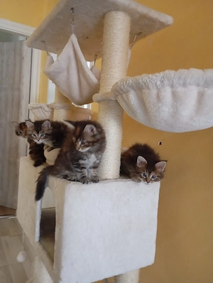 Maine Coon lány kiscicák Győrben - kép 3