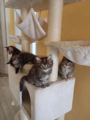 Maine Coon lány kiscicák Győrben - kép 2