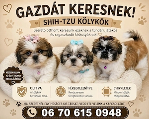 Shih-tzu kölykök költöznének 
