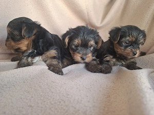 Yorkshír terrier 9 hetes mini babák eladóak. - kép 3