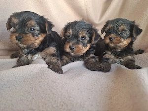 Yorkshír terrier 9 hetes mini babák eladóak. - kép 2