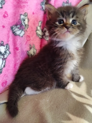 maine coon cicák foglalhatók - kép 2