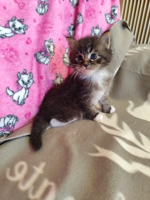 maine coon cicák foglalhatók - kép 3