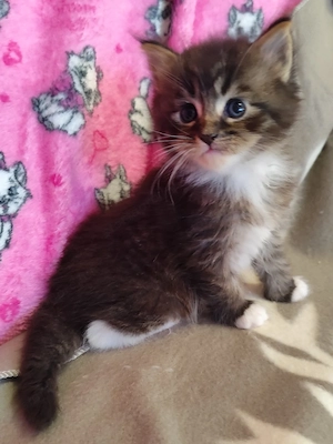 maine coon cicák foglalhatók - kép 5
