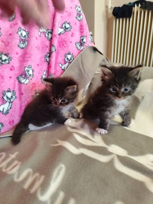 maine coon cicák foglalhatók - kép 4