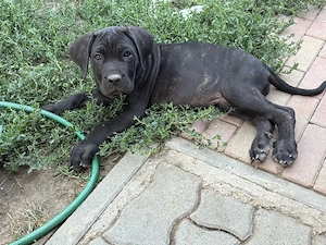 cane corso lany 