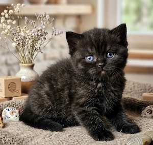 Selkirk Rex rövid egyenes  szőrű cica  eladó - kép 3
