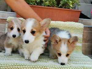 Welsh Corgi kiskutyák  - kép 3