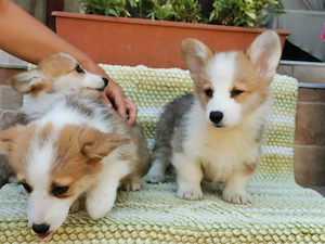 Welsh Corgi kiskutyák  - kép 2